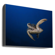 Wall Art Green Turtle By Barathieu Gabriel-Canvas Print-DECOROLALA