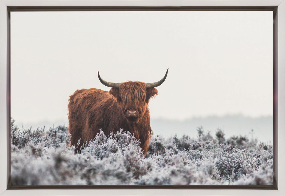 Wall Art Highlander by Jaap van den Helm-canvas-DECOROLALA