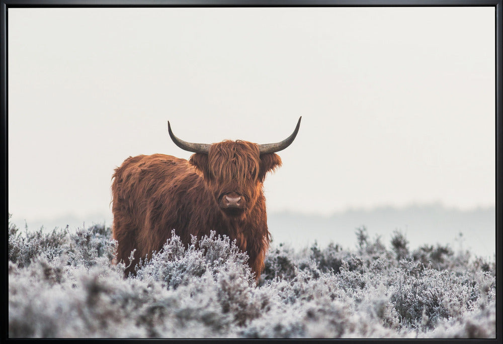 Wall Art Highlander by Jaap van den Helm-canvas-DECOROLALA