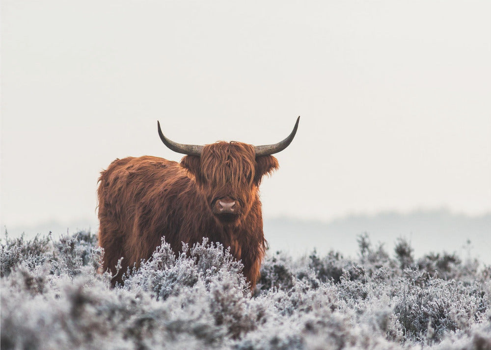 Wall Art Highlander by Jaap van den Helm-canvas-DECOROLALA