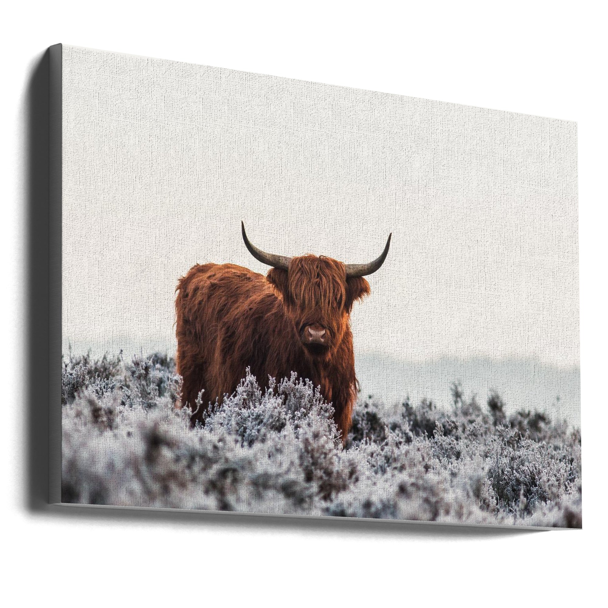 Wall Art Highlander by Jaap van den Helm-canvas-DECOROLALA
