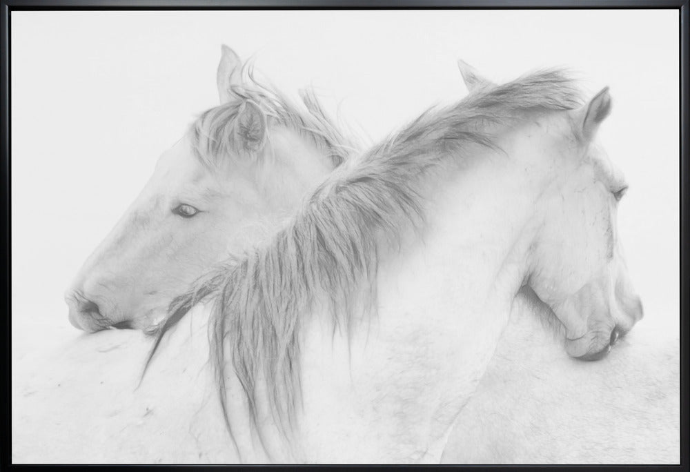Wall Art Horses by Marie-anne Stas-canvas-DECOROLALA