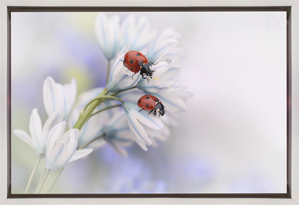 Wall Art Ladybirds Canvas Print by Ellen van Deelen-Canvas Print-DECOROLALA