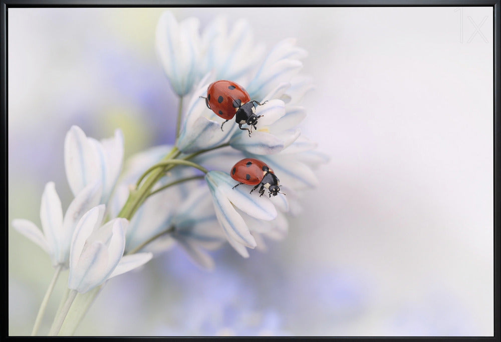 Wall Art Ladybirds Canvas Print by Ellen van Deelen-Canvas Print-DECOROLALA