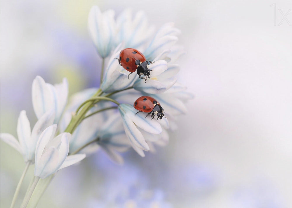 Wall Art Ladybirds Canvas Print by Ellen van Deelen-Canvas Print-DECOROLALA