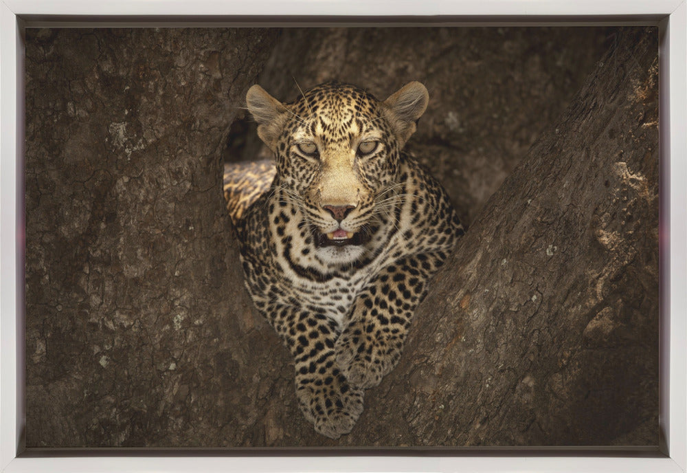 Wall Art Leopard Resting on Tree Masai Mara-Canvas Print-DECOROLALA