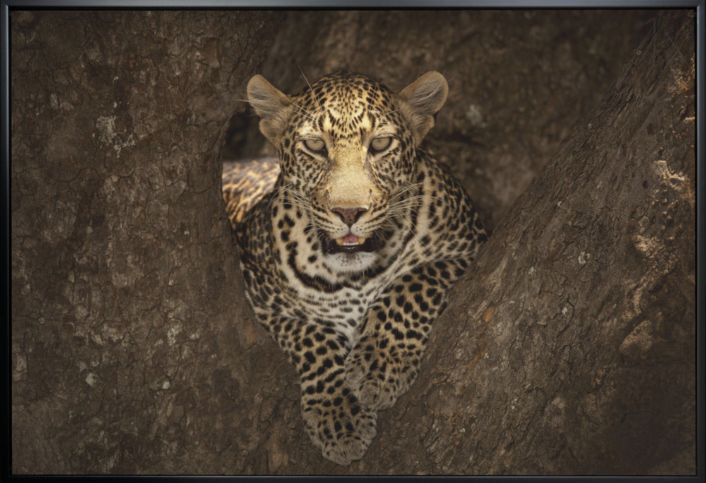 Wall Art Leopard Resting on Tree Masai Mara-Canvas Print-DECOROLALA