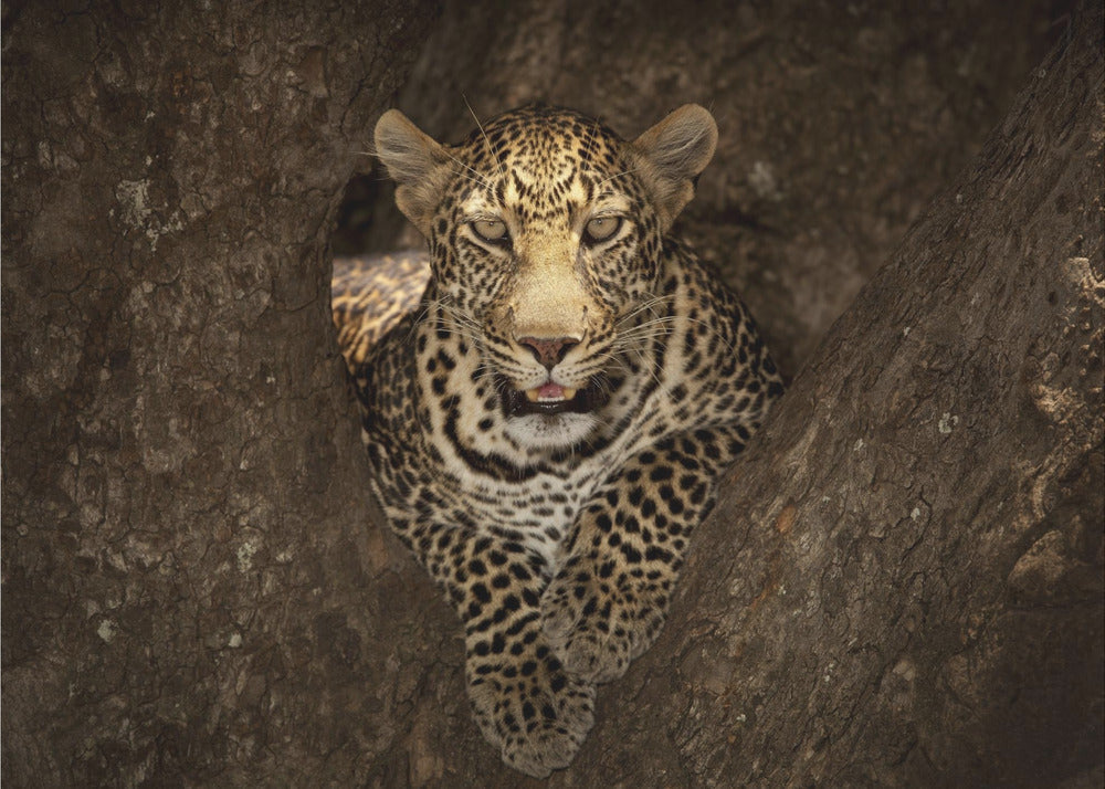 Wall Art Leopard Resting on Tree Masai Mara-Canvas Print-DECOROLALA