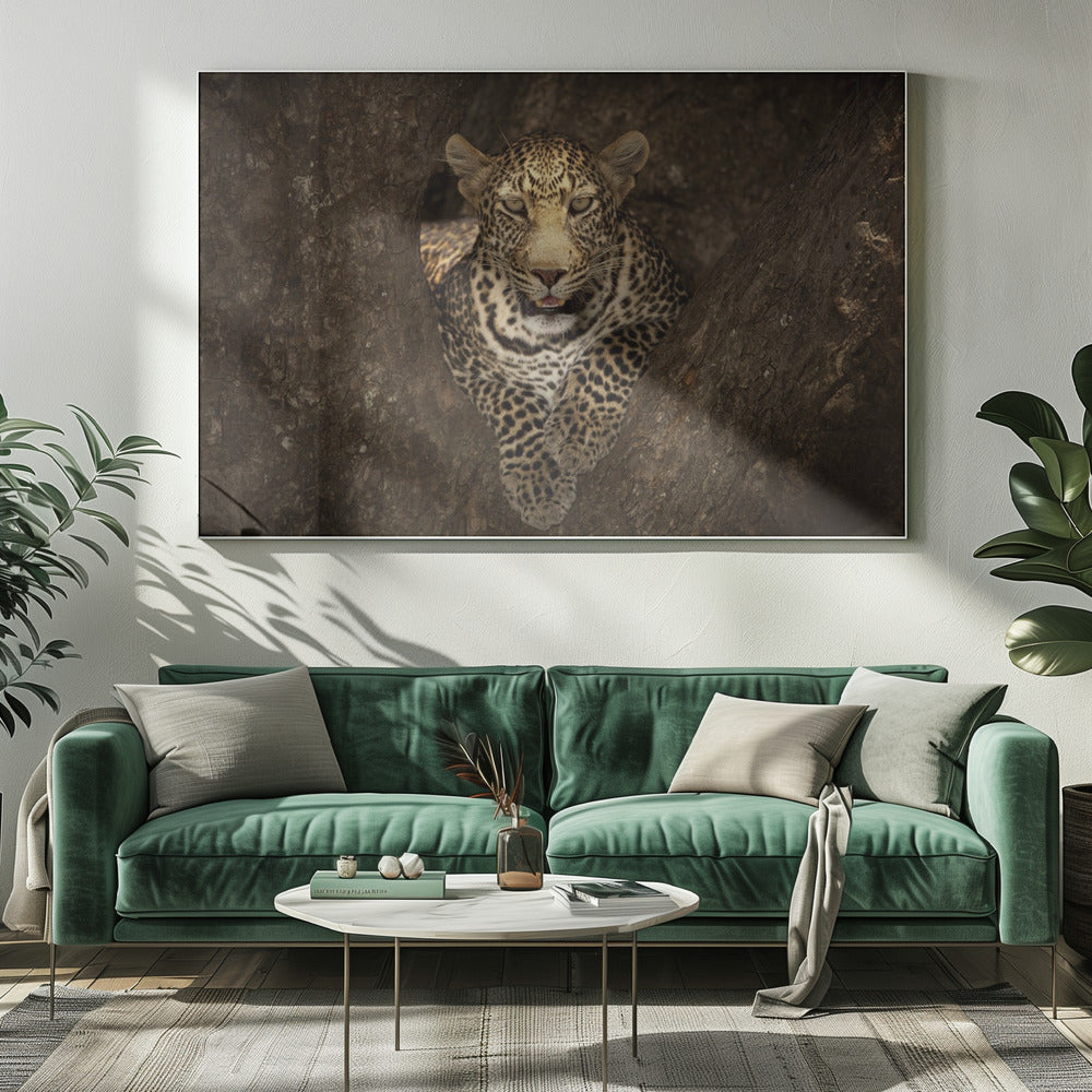 Wall Art Leopard Resting on Tree Masai Mara-Canvas Print-DECOROLALA
