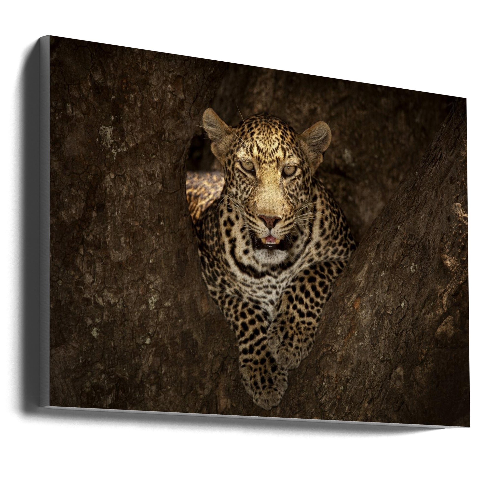 Wall Art Leopard Resting on Tree Masai Mara-Canvas Print-DECOROLALA