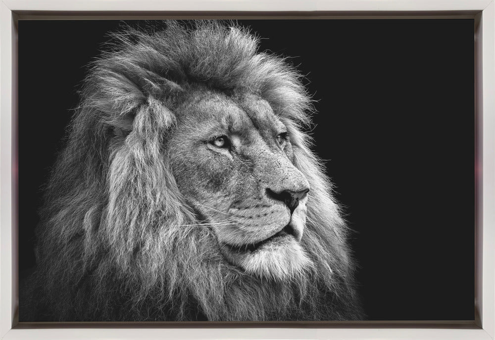 Wall Art Lion by Christian Meermann-canvas-DECOROLALA