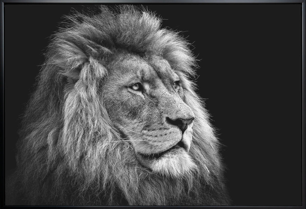 Wall Art Lion by Christian Meermann-canvas-DECOROLALA