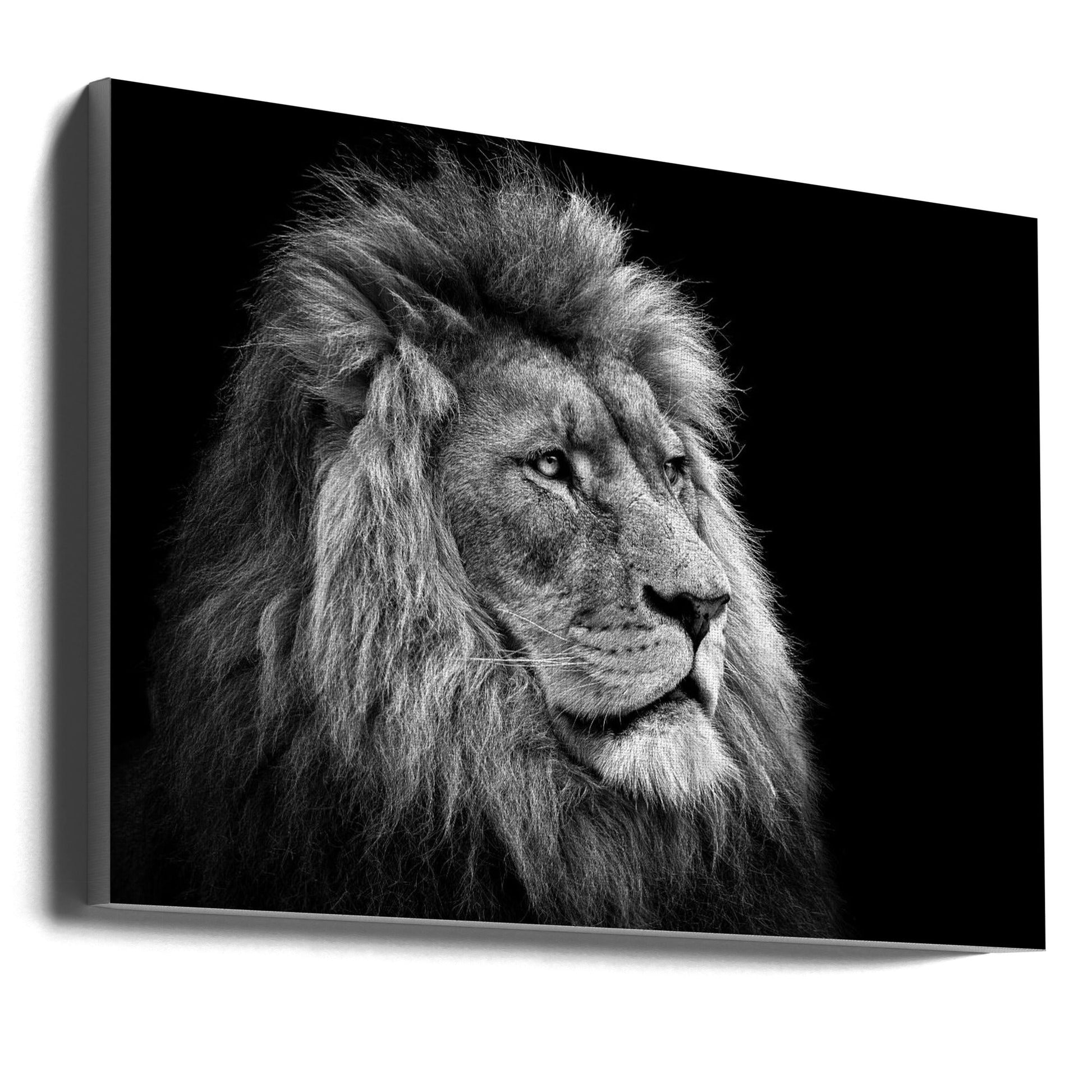 Wall Art Lion by Christian Meermann-canvas-DECOROLALA
