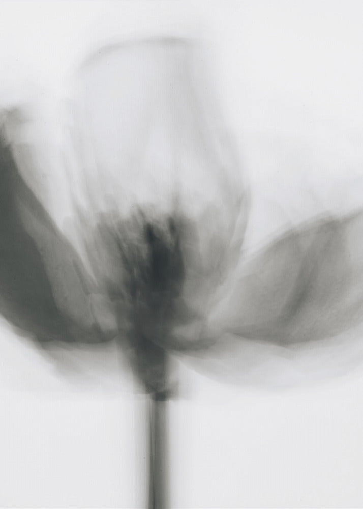 Wall Art Mono Tulip by Magda Izzard-Canvas Print-DECOROLALA