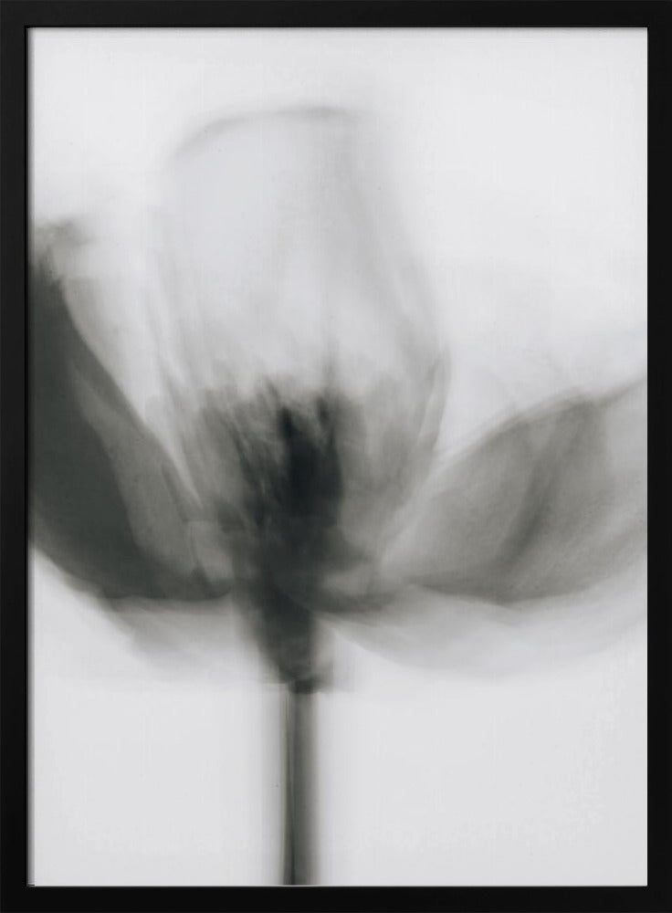 Wall Art Mono Tulip by Magda Izzard-Canvas Print-DECOROLALA