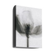 Wall Art Mono Tulip by Magda Izzard-Canvas Print-DECOROLALA