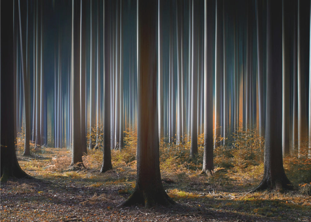 Wall Art Mystic Wood by Carsten Meyerdierks-Canvas Print-DECOROLALA