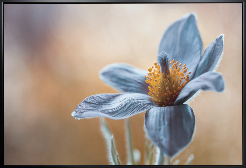 Wall Art Pasque Floral by Mandy Disher-Canvas Print-DECOROLALA