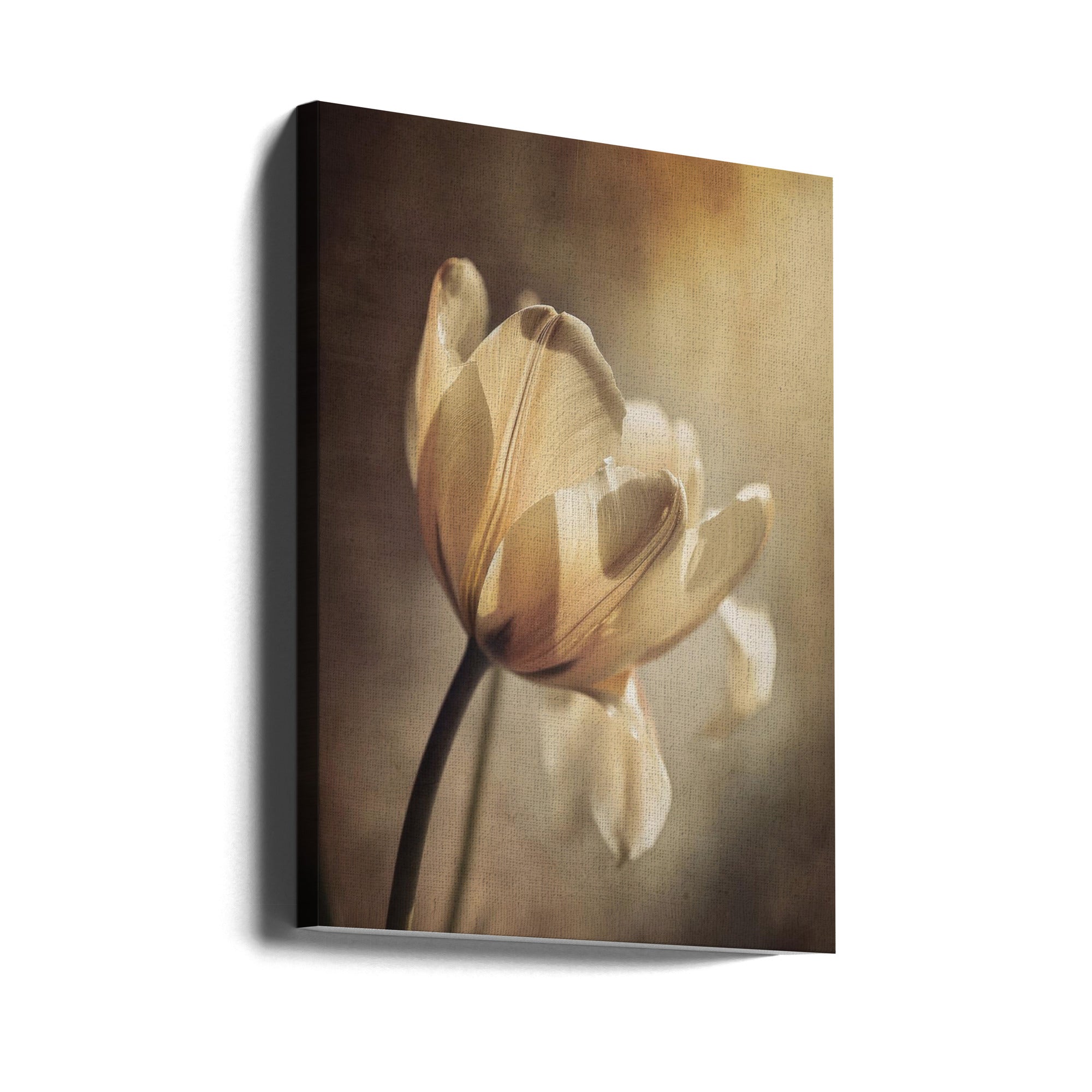 Wall Art Pastel Tulip by Treechild-canvas-DECOROLALA