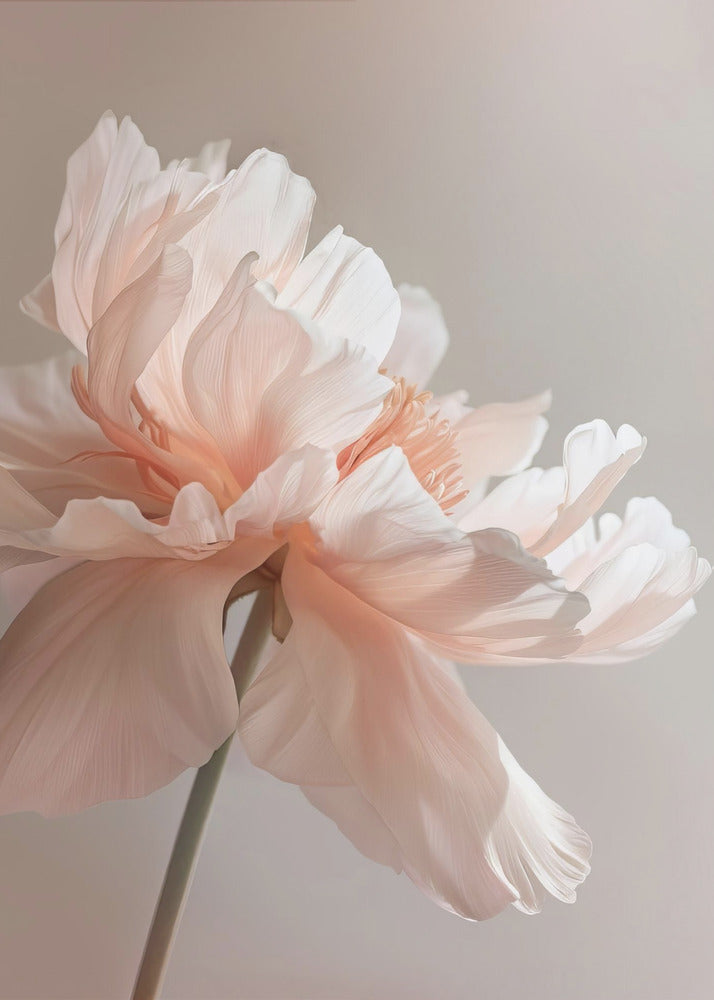 Wall Art Petal Joy 1 by Bilge Paksoylu-canvas-DECOROLALA
