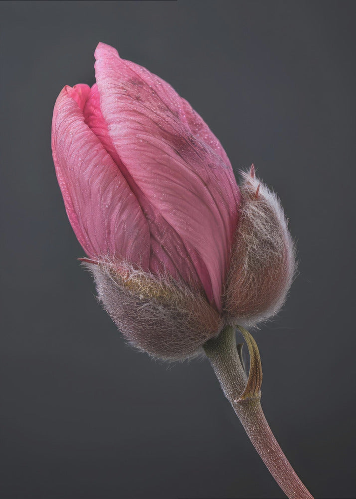 Wall Art Pink Tulip 1 by Bilge Paksoylu-canvas-DECOROLALA