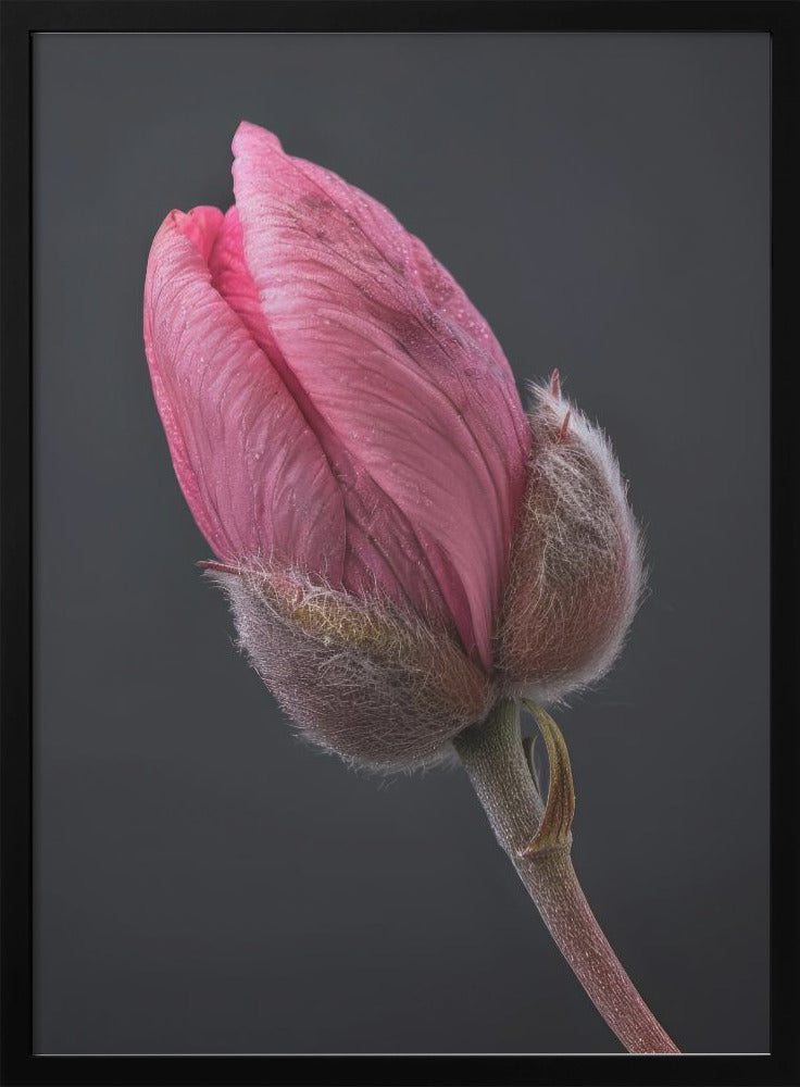 Wall Art Pink Tulip 1 by Bilge Paksoylu-canvas-DECOROLALA