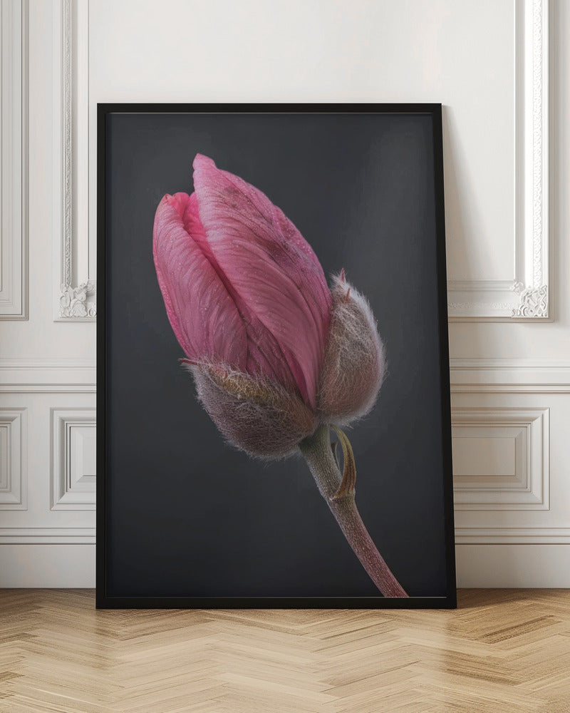 Wall Art Pink Tulip 1 by Bilge Paksoylu-canvas-DECOROLALA