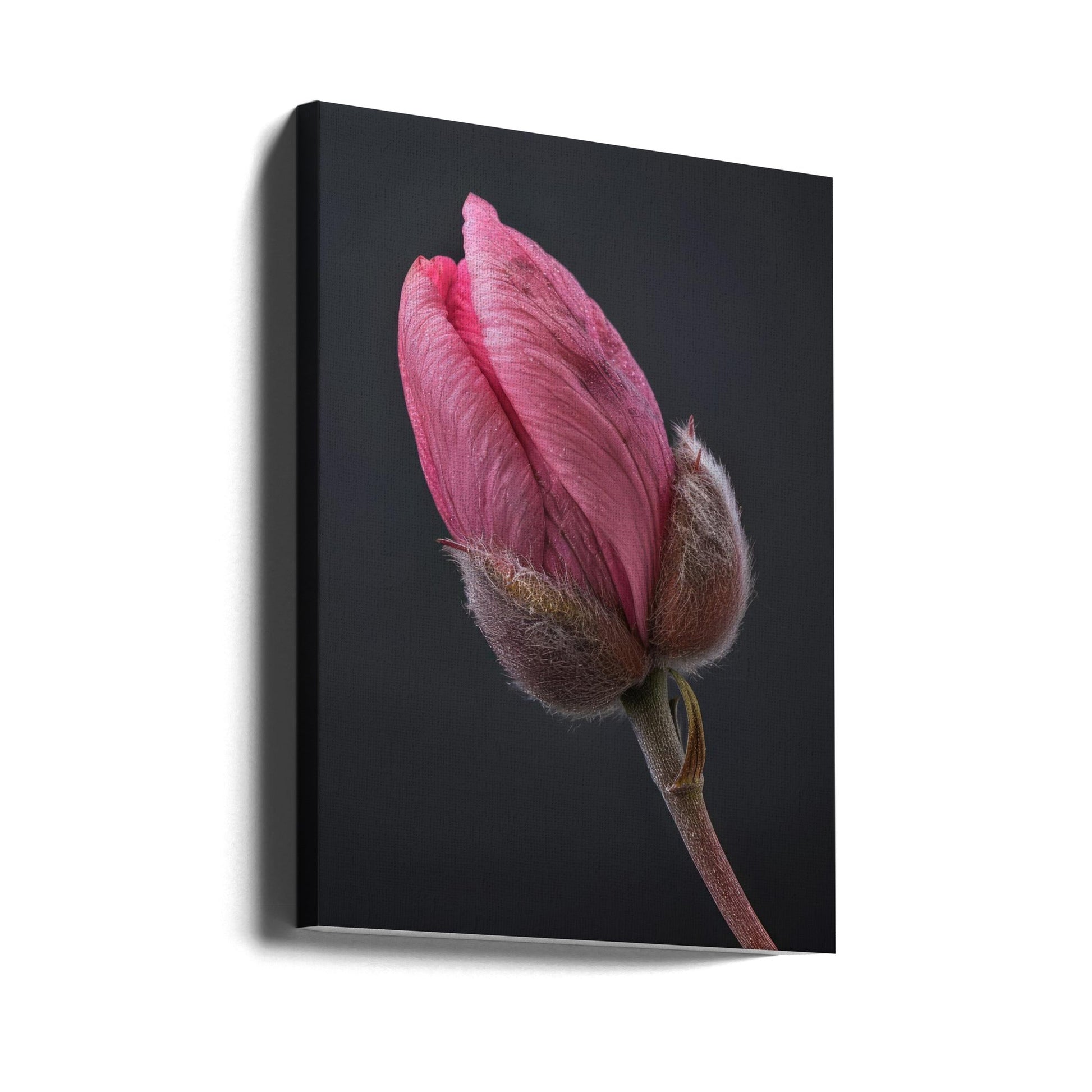 Wall Art Pink Tulip 1 by Bilge Paksoylu-canvas-DECOROLALA