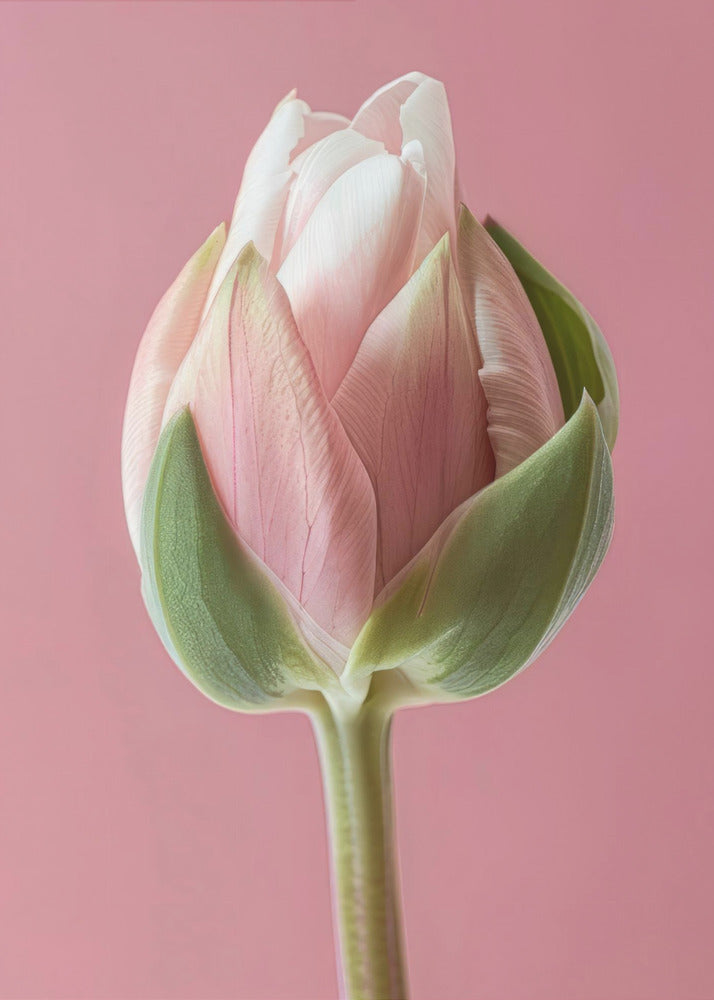 Wall Art Pink Tulip by Bilge Paksoylu-canvas-DECOROLALA