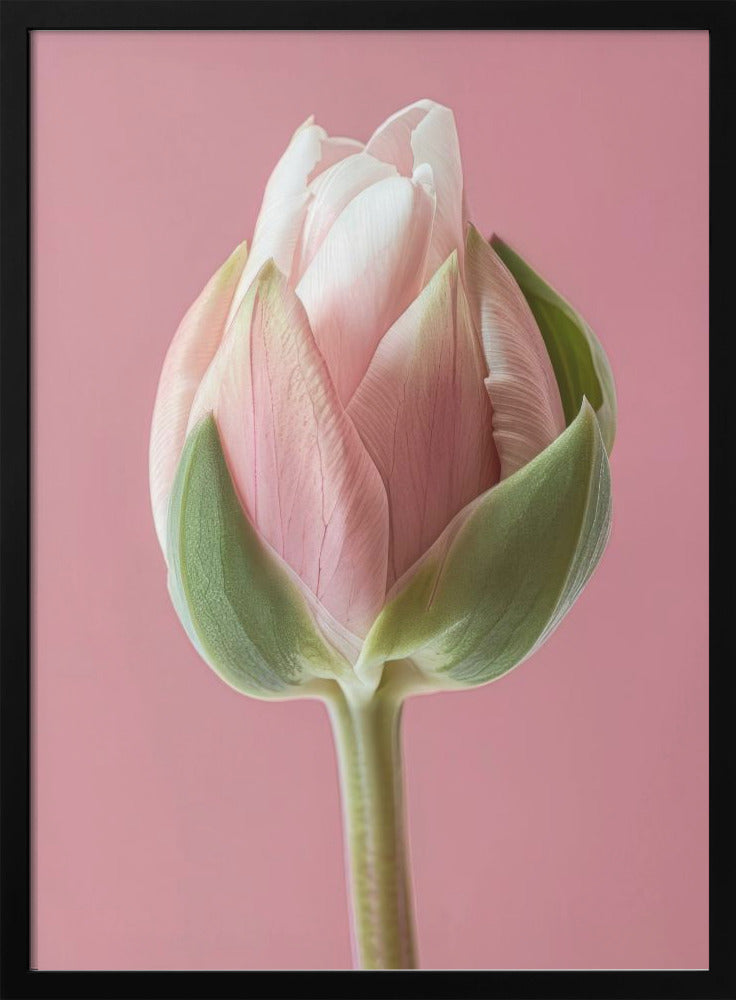Wall Art Pink Tulip by Bilge Paksoylu-canvas-DECOROLALA