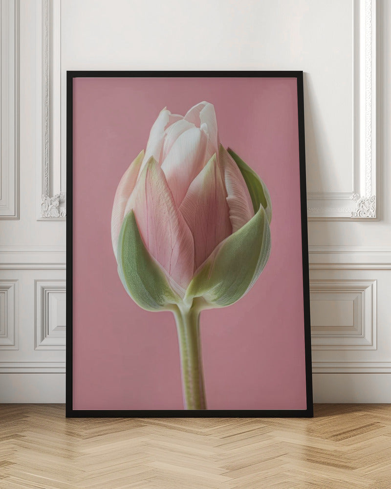Wall Art Pink Tulip by Bilge Paksoylu-canvas-DECOROLALA