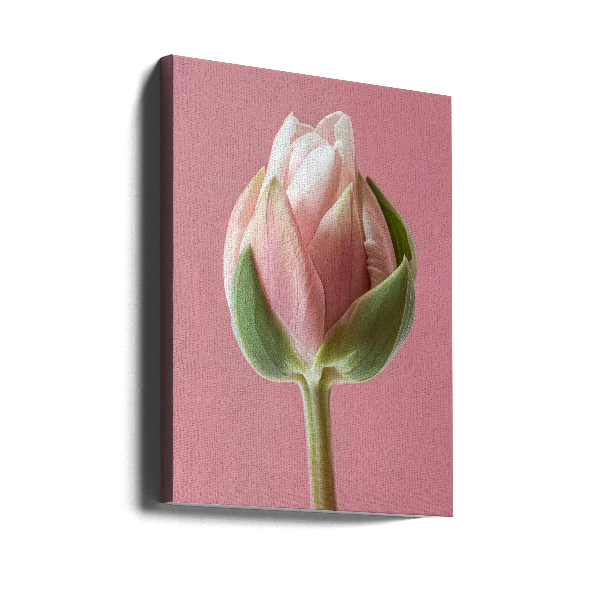 Wall Art Pink Tulip by Bilge Paksoylu-canvas-DECOROLALA