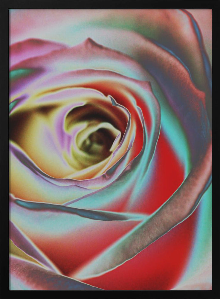 Wall Art Rose by Andre Koenig-canvas-DECOROLALA