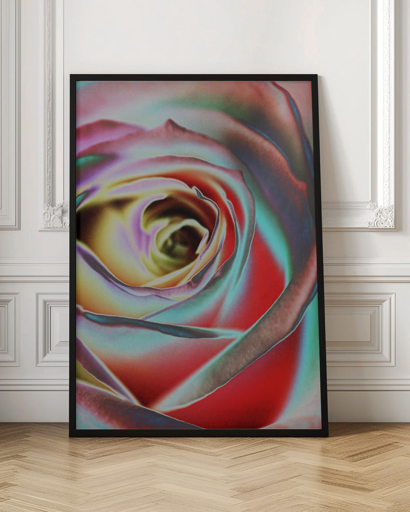 Wall Art Rose by Andre Koenig-canvas-DECOROLALA