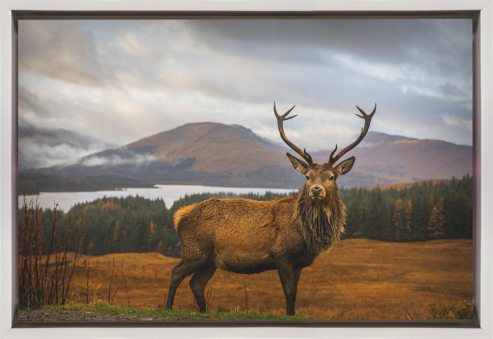 Wall Art Scottish Stag by Adrian Popan-Canvas Print-DECOROLALA