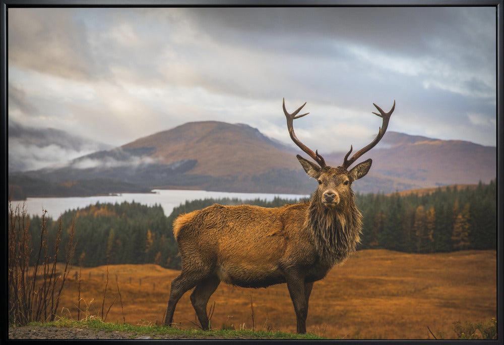 Wall Art Scottish Stag by Adrian Popan-Canvas Print-DECOROLALA