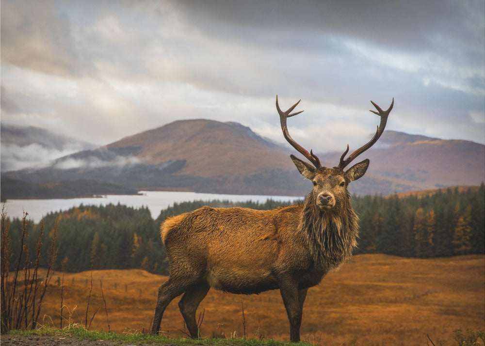 Wall Art Scottish Stag by Adrian Popan-Canvas Print-DECOROLALA