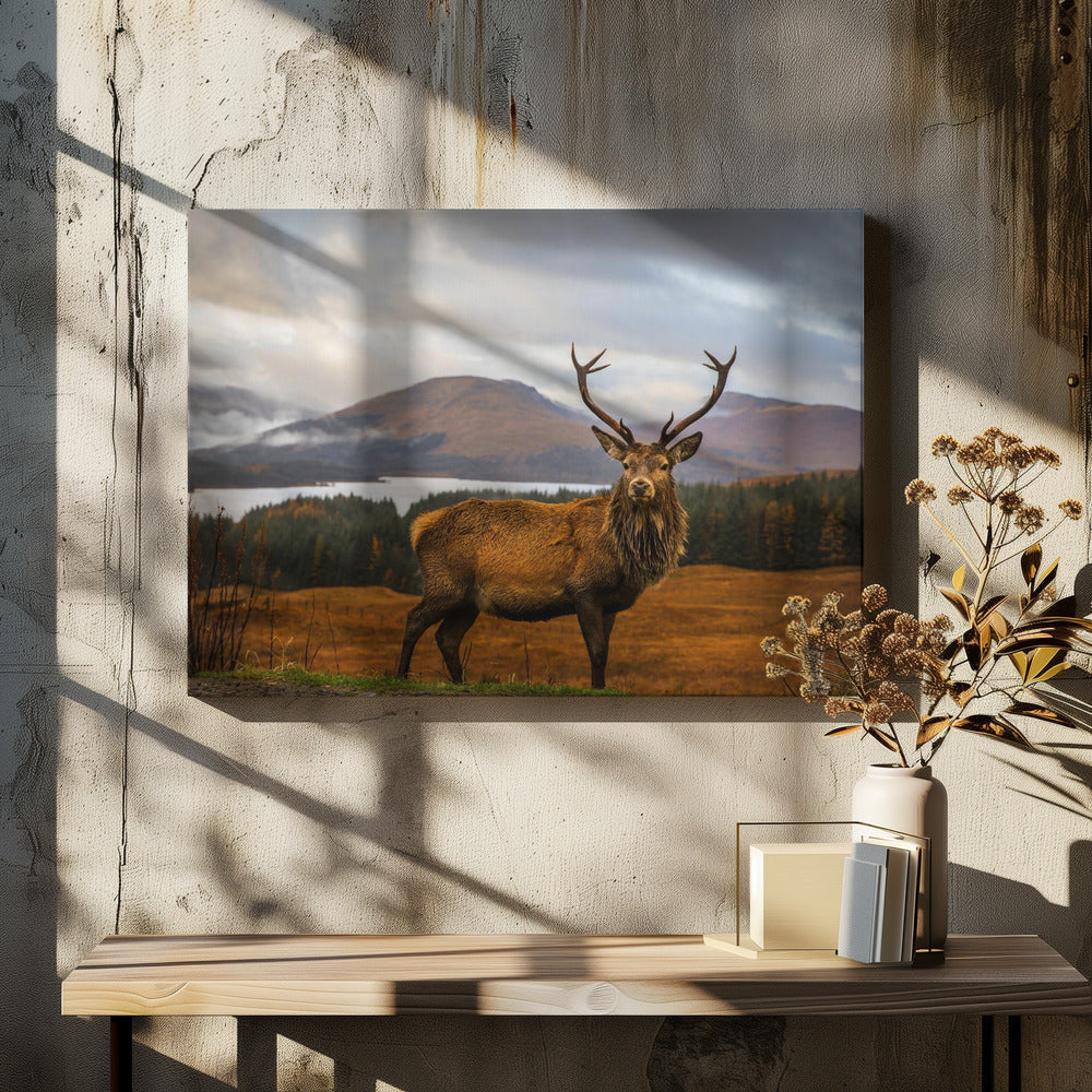 Wall Art Scottish Stag by Adrian Popan-Canvas Print-DECOROLALA