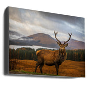 Wall Art Scottish Stag by Adrian Popan-Canvas Print-DECOROLALA