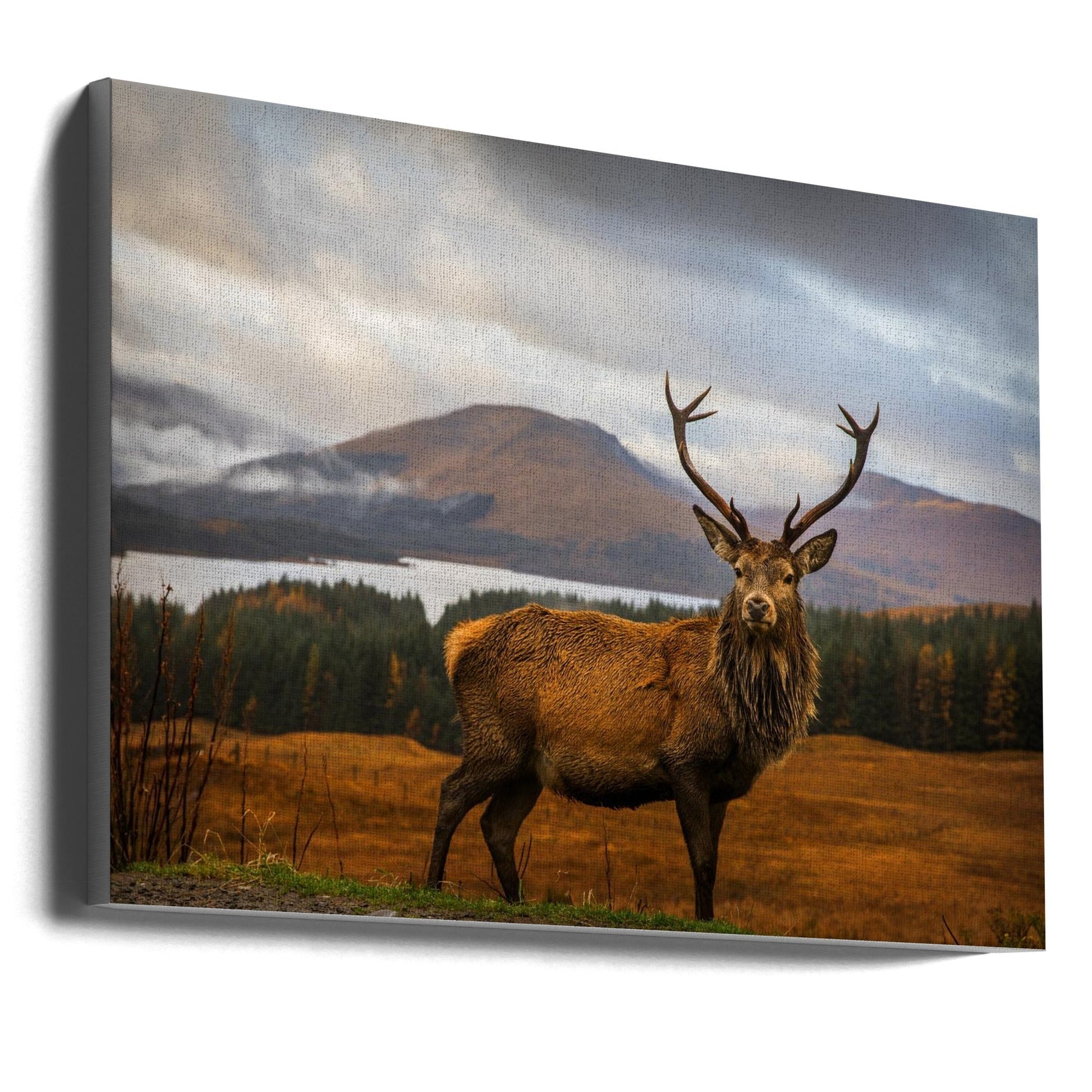 Wall Art Scottish Stag by Adrian Popan-Canvas Print-DECOROLALA