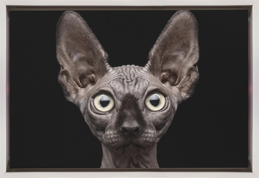 Wall Art Sphynx Cat by Patrick Matte-Canvas Print-DECOROLALA