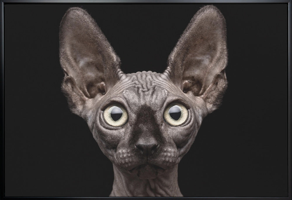 Wall Art Sphynx Cat by Patrick Matte-Canvas Print-DECOROLALA