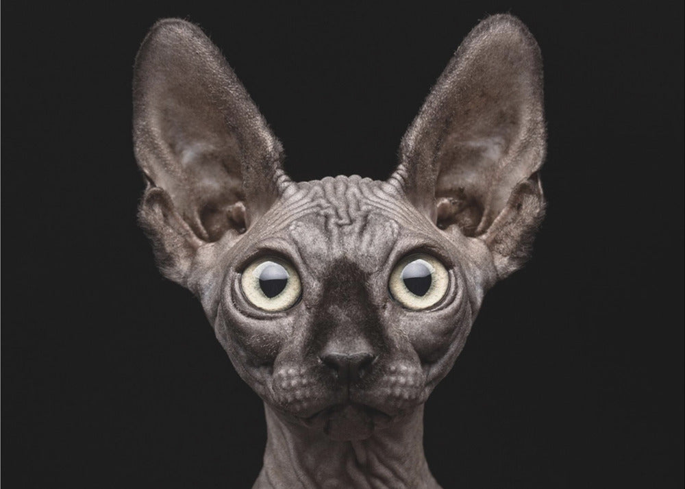 Wall Art Sphynx Cat by Patrick Matte-Canvas Print-DECOROLALA