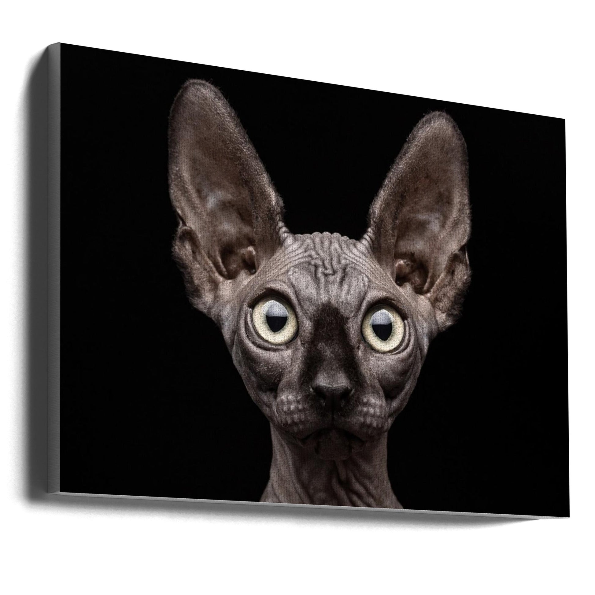 Wall Art Sphynx Cat by Patrick Matte-Canvas Print-DECOROLALA