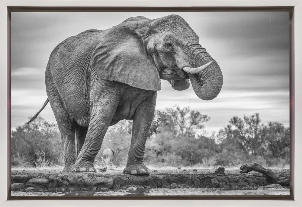 Wall Art Standing Proud Elephant by Jaco Marx-Canvas Print-DECOROLALA