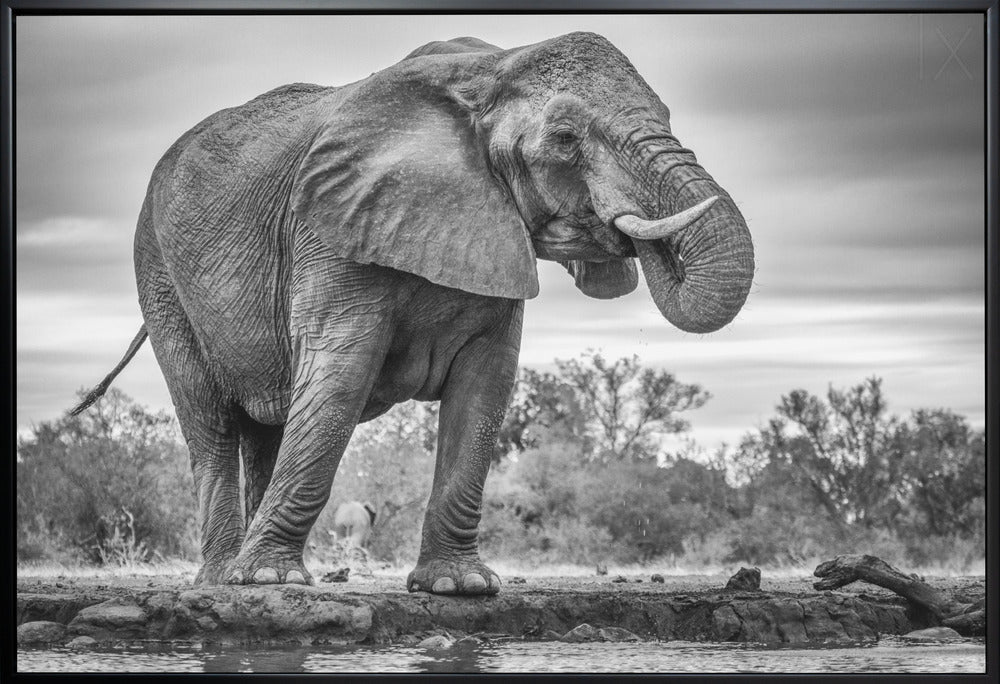 Wall Art Standing Proud Elephant by Jaco Marx-Canvas Print-DECOROLALA