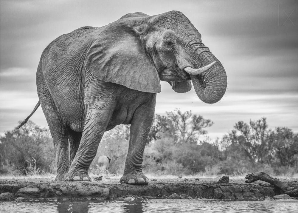 Wall Art Standing Proud Elephant by Jaco Marx-Canvas Print-DECOROLALA