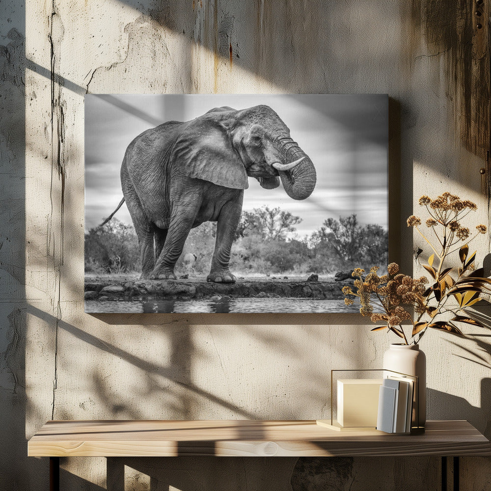 Wall Art Standing Proud Elephant by Jaco Marx-Canvas Print-DECOROLALA