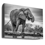 Wall Art Standing Proud Elephant by Jaco Marx-Canvas Print-DECOROLALA