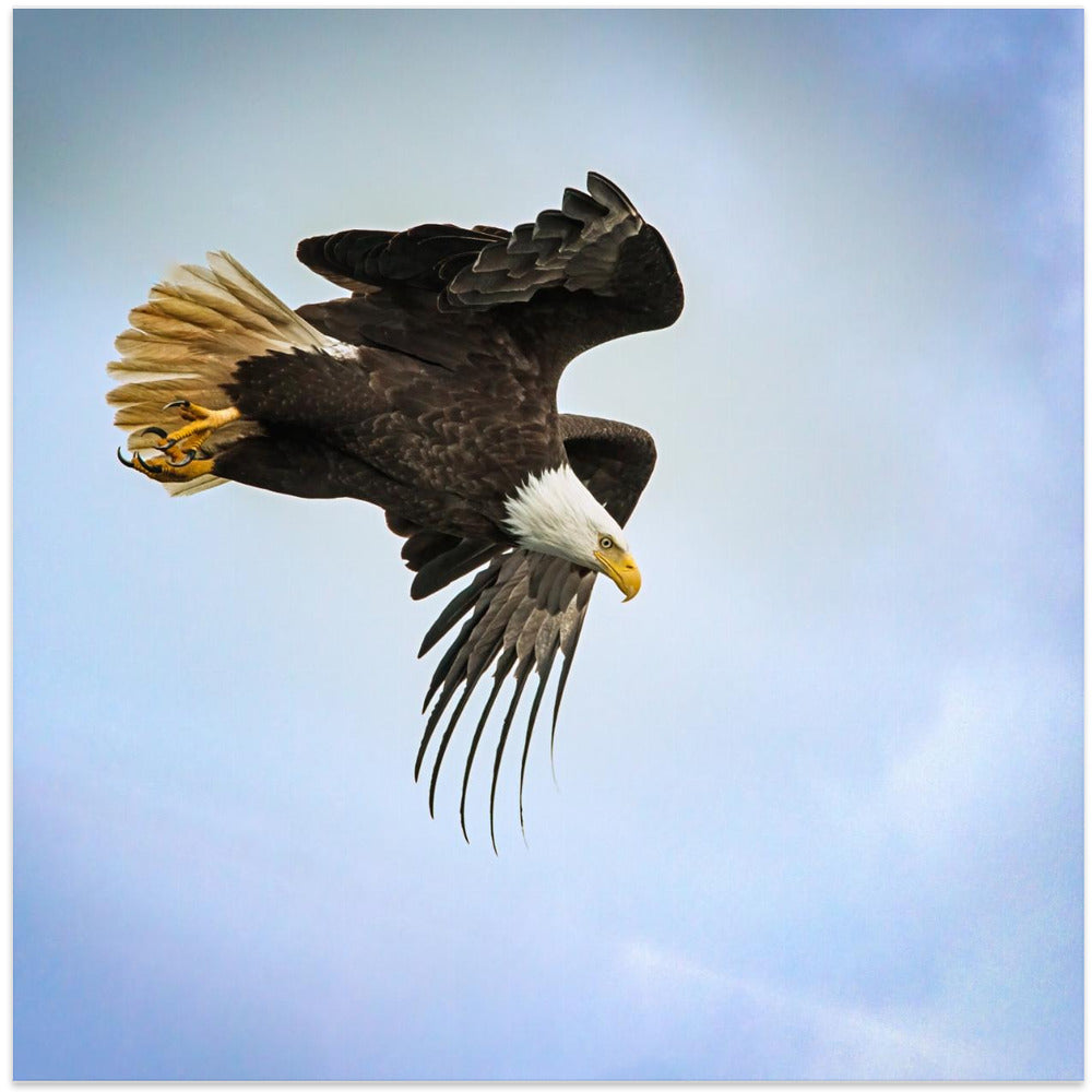 Wall Art Taking Flight by Benton Murphy-Canvas Print-DECOROLALA